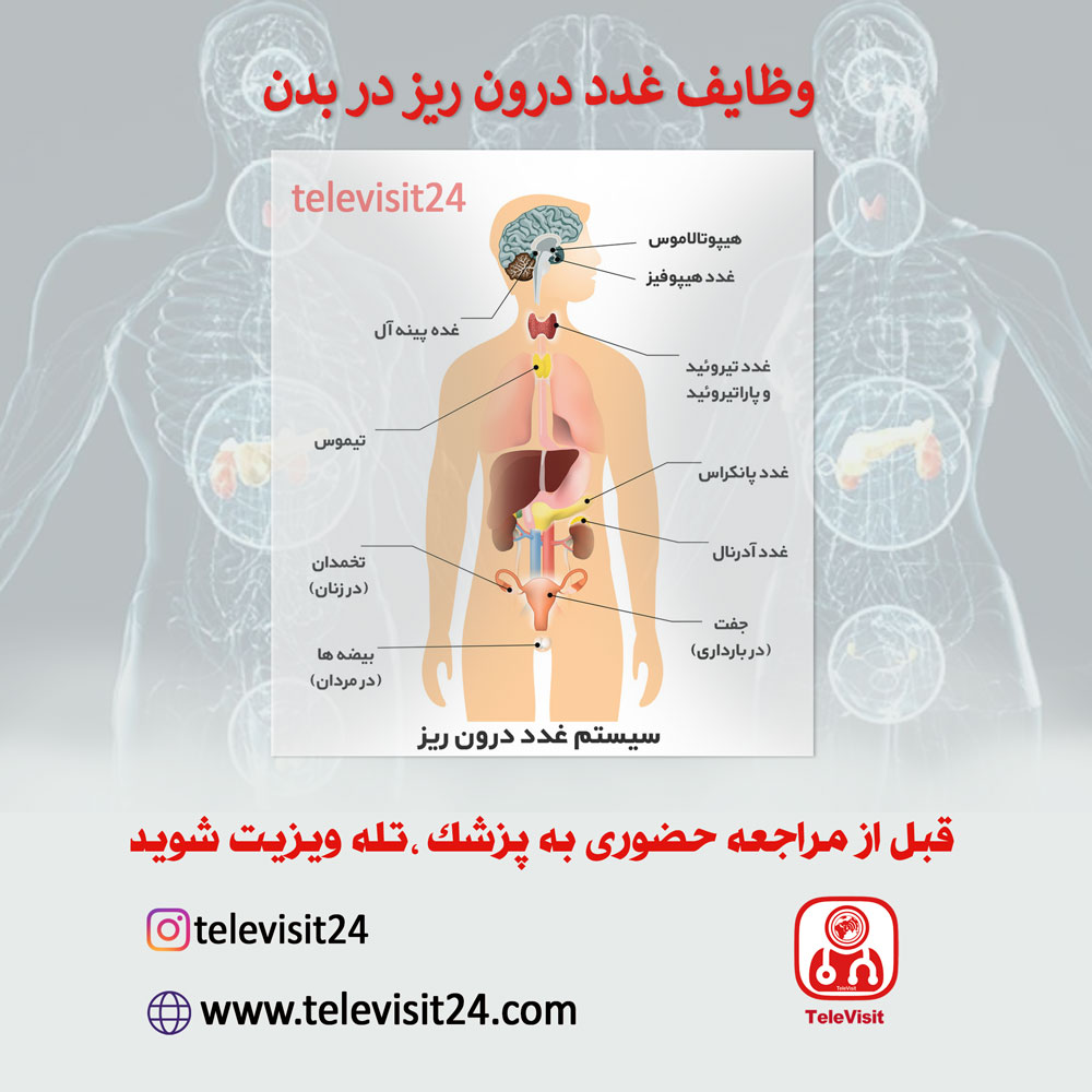 وظایف غدد درون ریز در بدن