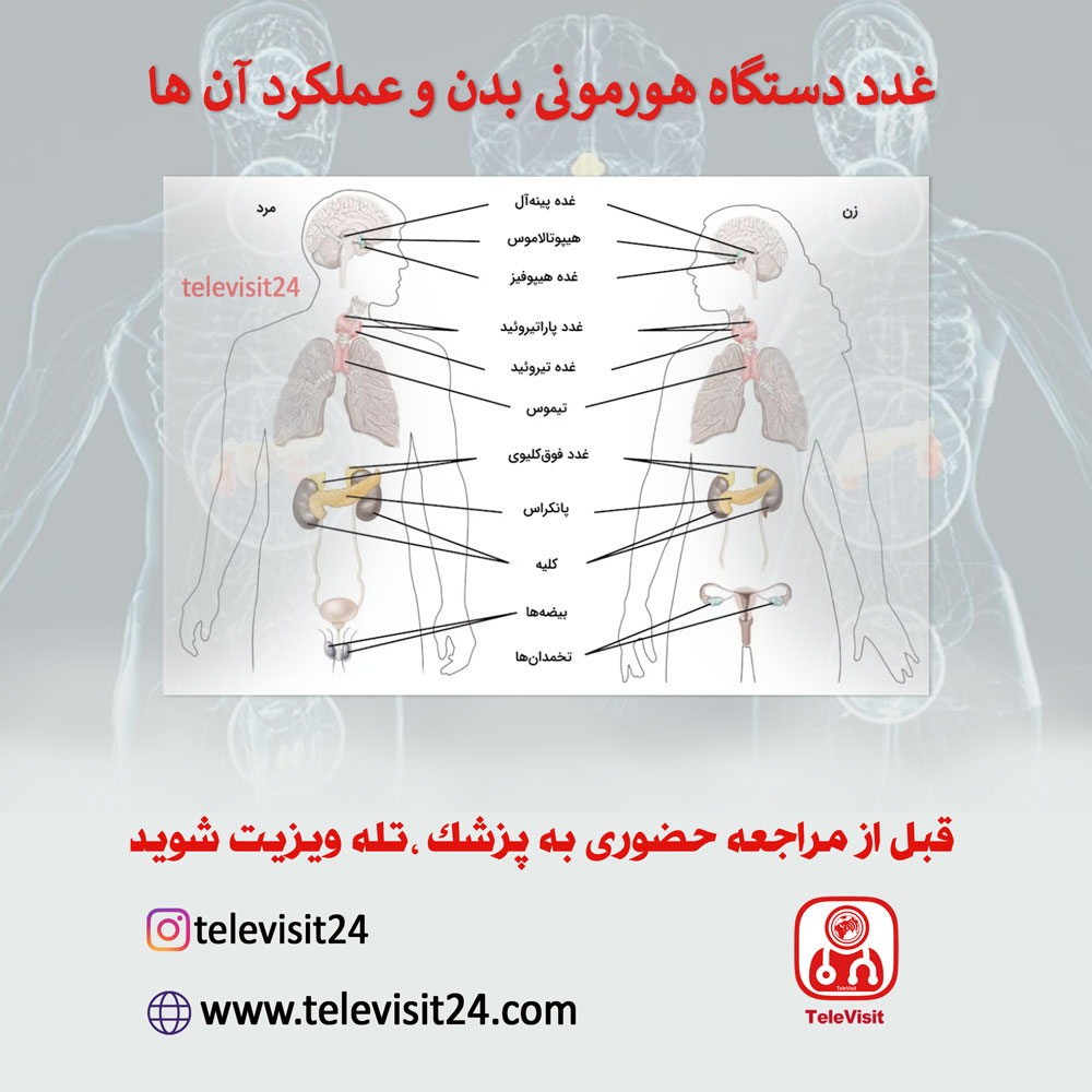 غدد دستگاه هورمونی بدن و عملکرد آن ها